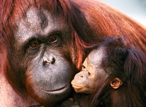 Great Apes from Borneo "Orangutan"